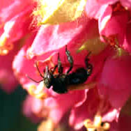 Stingless Bee - James Nieh, UCSD