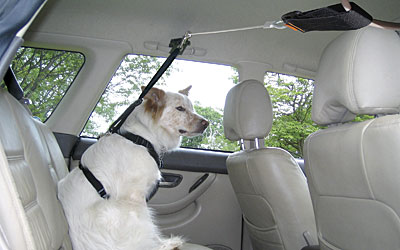 Dog Car Restraint