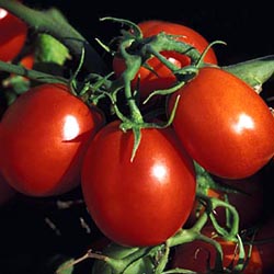 Tomatoes - USDA Agricultural Research Service photo by Peggy Greb