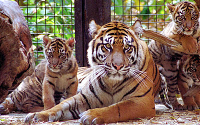 Toronto Zoo Tiger Cubs