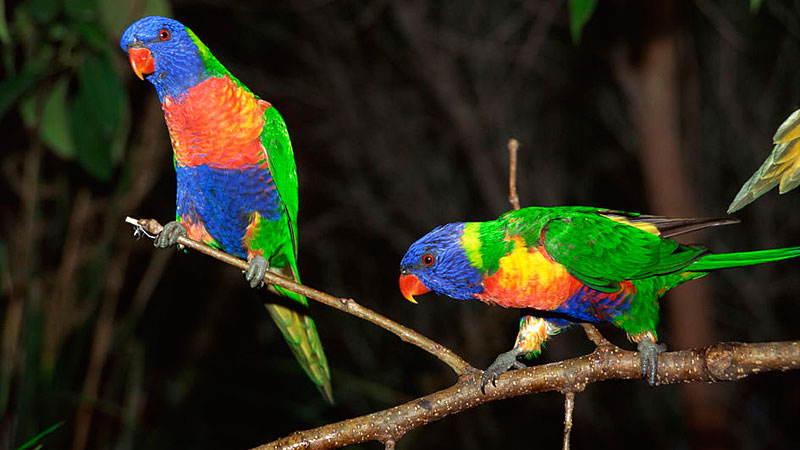 Australia Birds