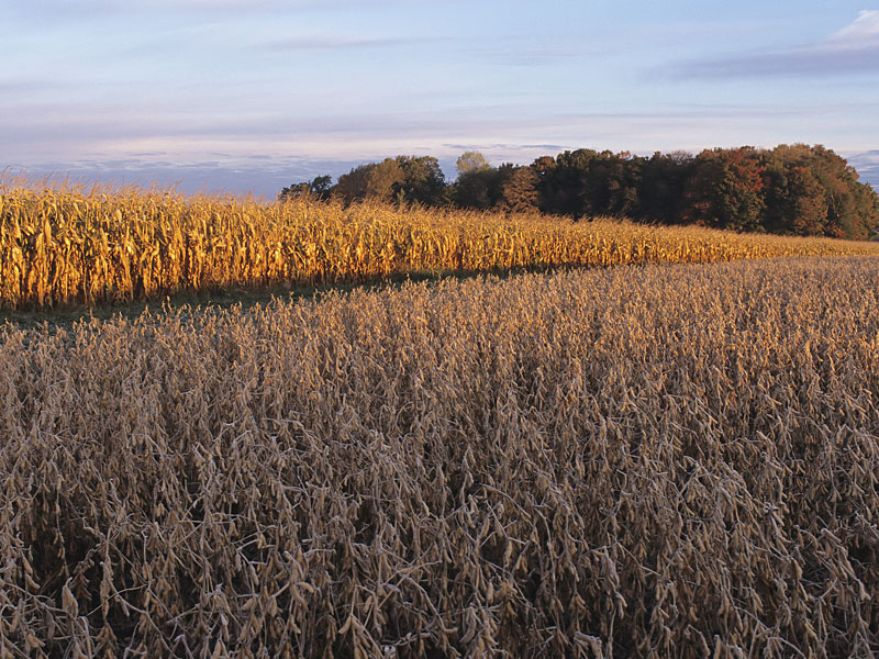 Soybean-corn-fields.jpg