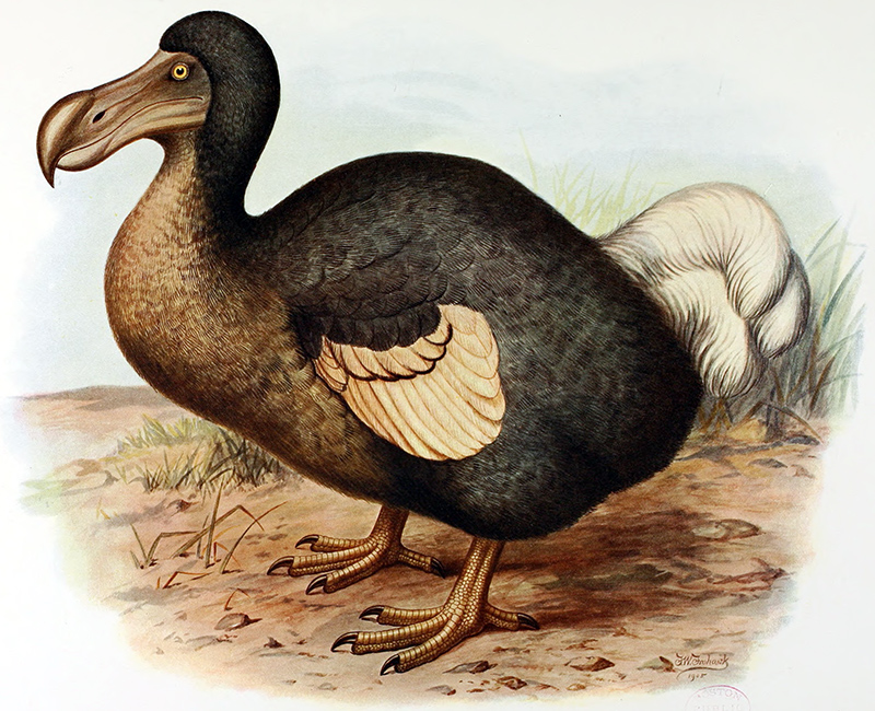 dodo bird images