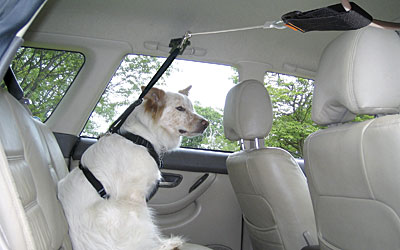 dog car restraint