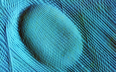 Fingerprint