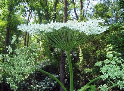 Giant Hogweed