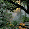 Rainforest Sentinel 0