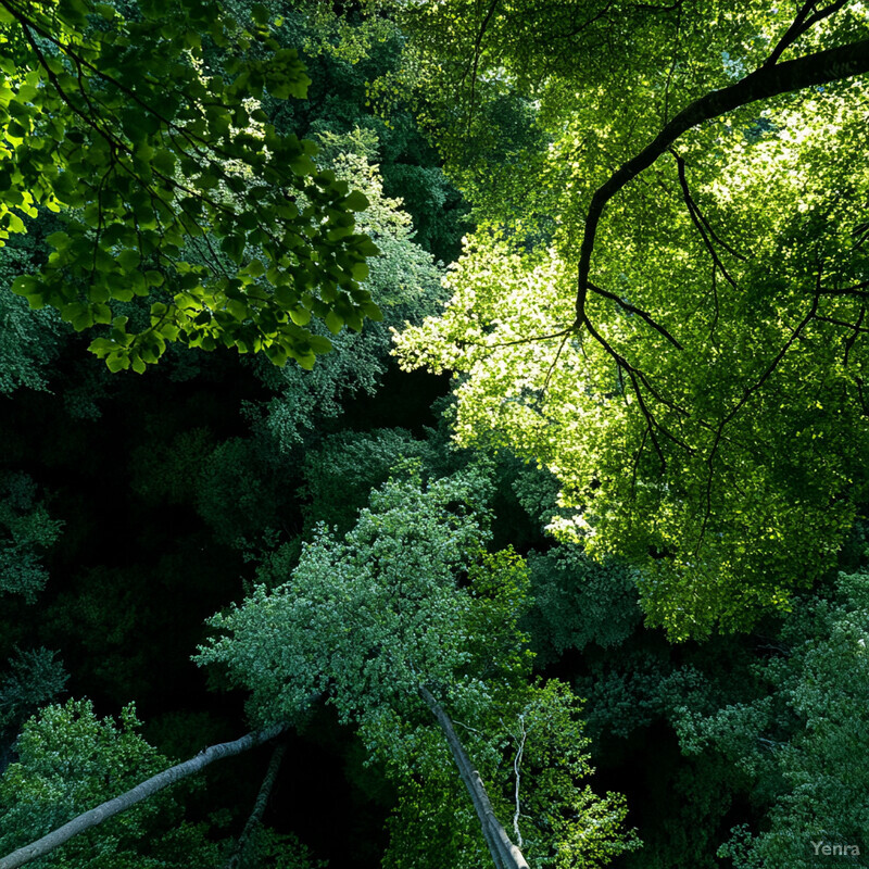 A dense forest with deciduous trees and broad leaves.