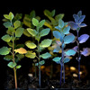 Phenotyping and Plant Trait Recognition 0