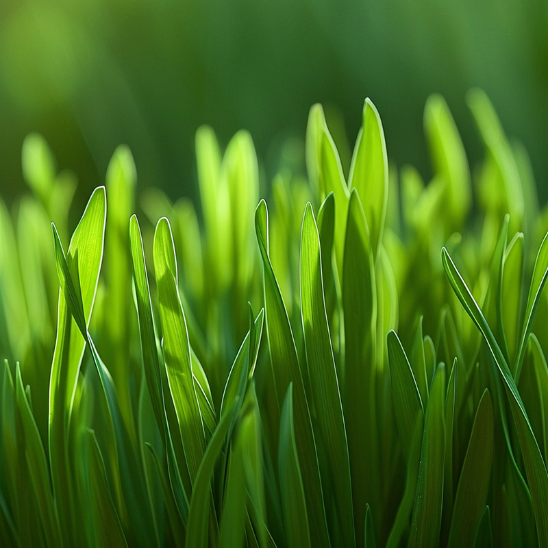 Close-up of Wheatgrass Blades