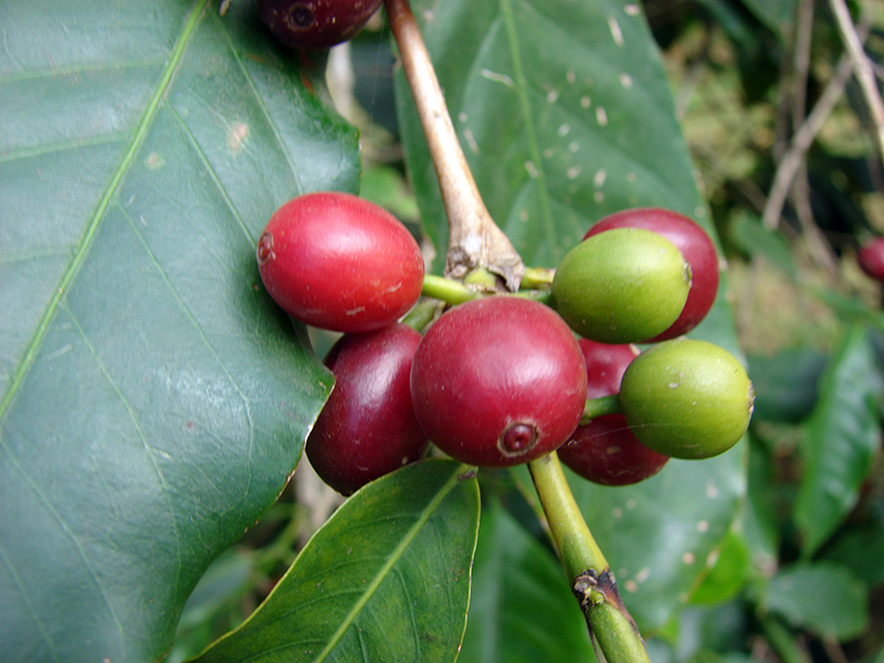 Coffee Leaf