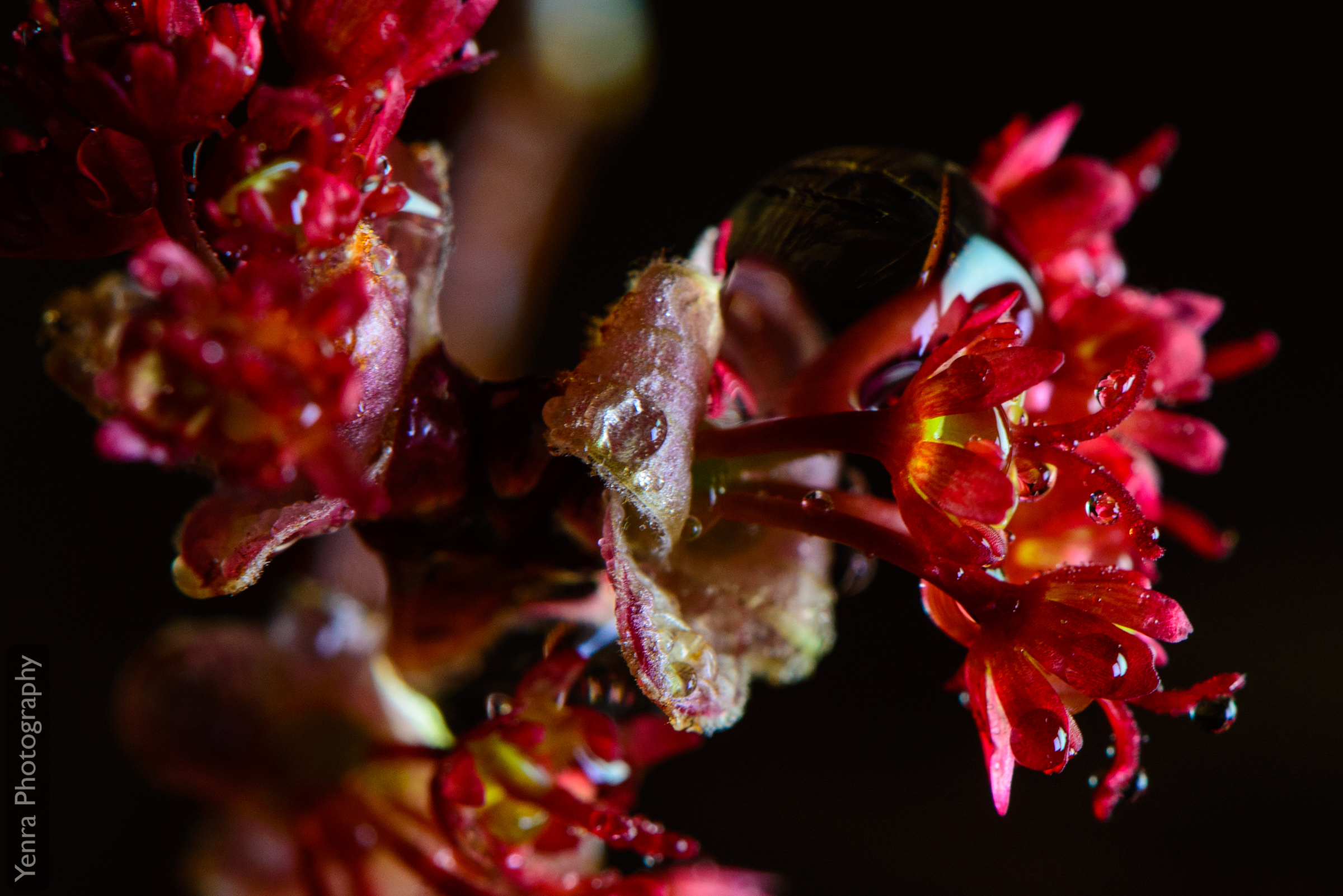 Maple Flowers