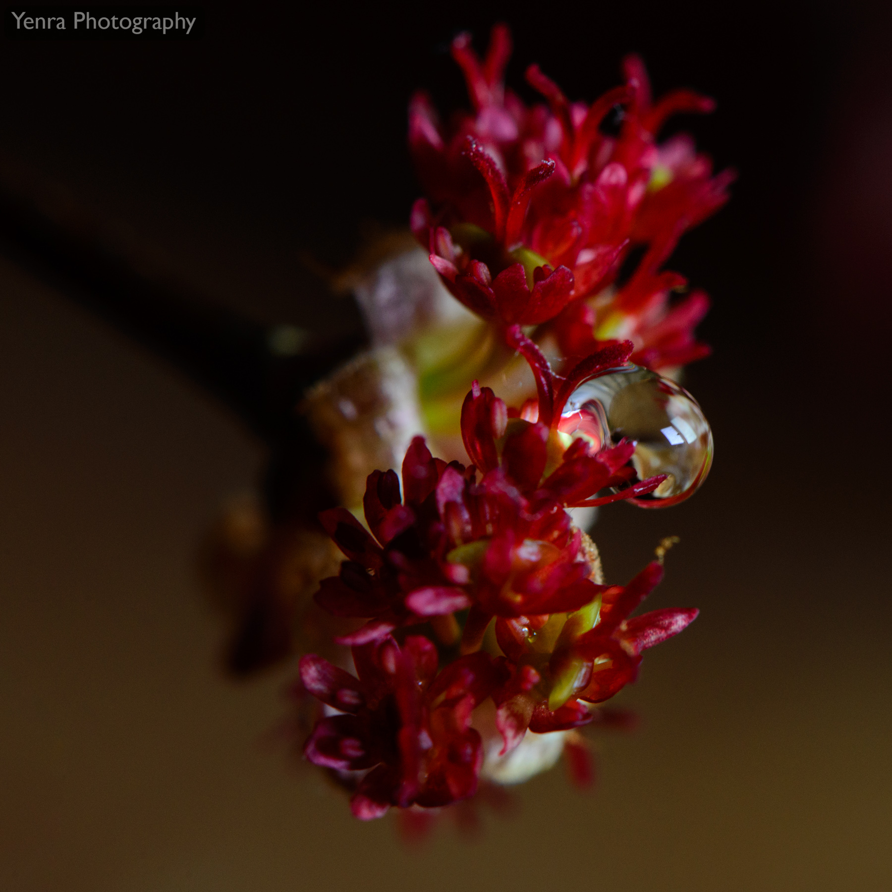 Maple Flowers Closeup