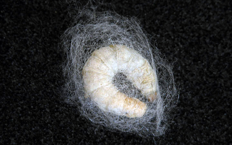 Silk Micrococoons inspired by Silkworm Cocoons