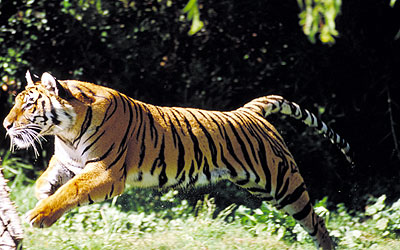 Bengal Tiger