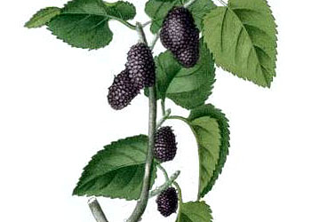 Mulberry