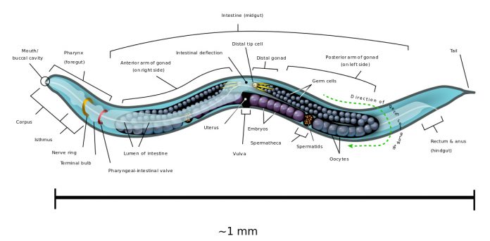 Caenorhabditis elegans Caenorhabditis elegans