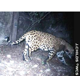 Jaguar - Photo: J. Childs, WCS