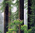 Coast Redwood