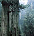 Redwood Forest