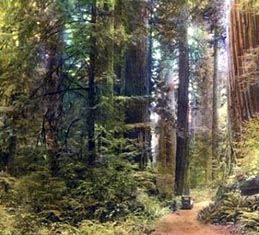 Redwood Trees