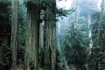 Redwood Trees