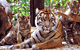 Toronto Zoo Tiger Cubs