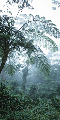 Rainforest