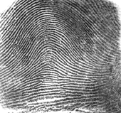 Arch Fingerprint Type