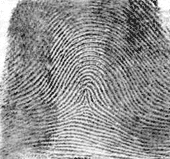 Tented Arch Fingerprint Type