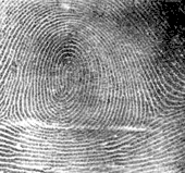 Whorl Fingerprint Type